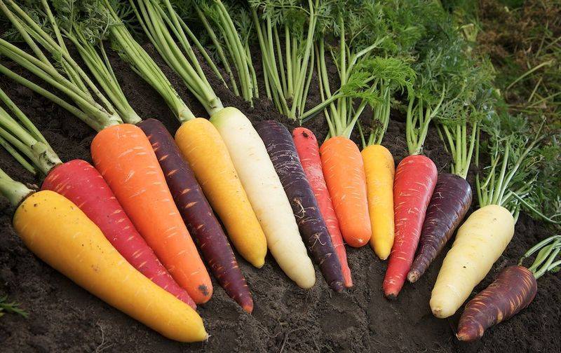 Морковь — какой сорт выбрать для зимнего хранения