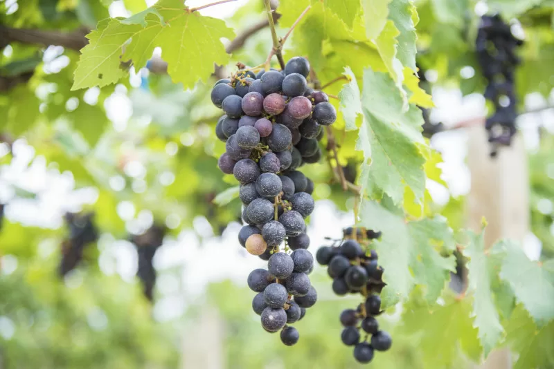 Сорта винограда для подмосковья – 4 критерия выбора, рейтинг и советы любителям