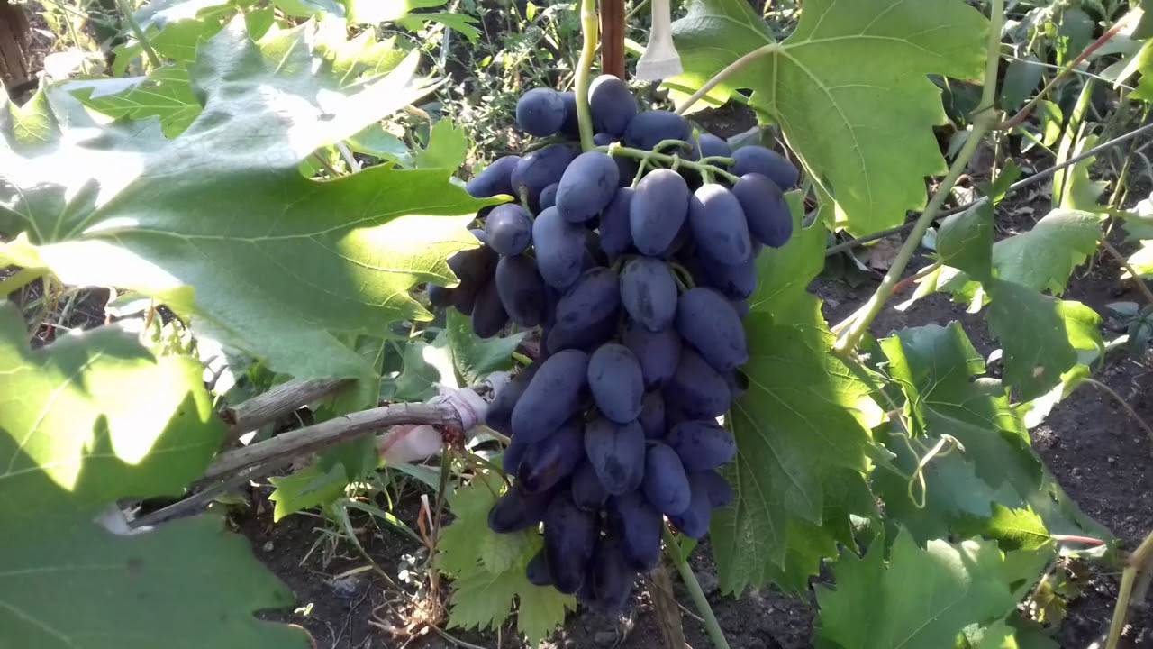 О винограде академик: описание и характеристики сорта, посадка и уход