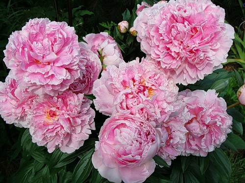 Пион сара бернар (paeonia sarah bernhardt) – как вырастить