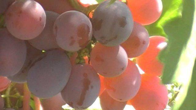 Сорт винограда дарья — ягоды грибы