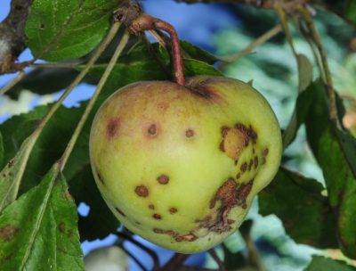 Как защитить яблоню и грушу от болезней и вредителей?