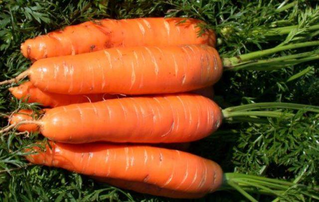 Лучшие сорта моркови для сибири