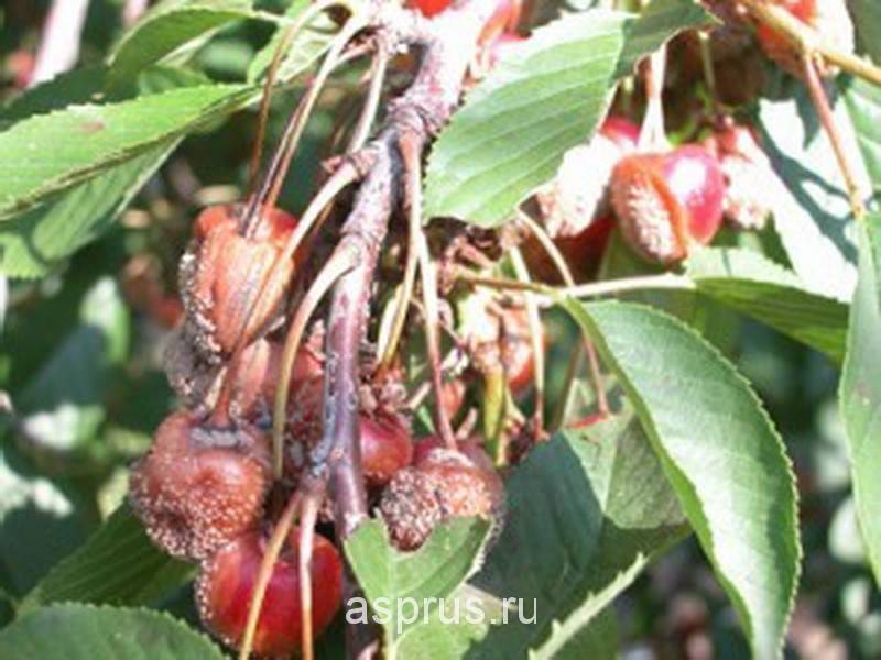 Болезни вишни и борьба с ними: фото и описание