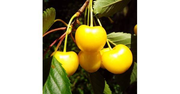 Сорта желтоплодной черешни, подходящие для выращивания в подмосковье