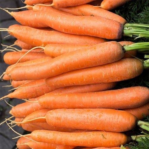 Морковь красный великан: особенности выращивания и ухода