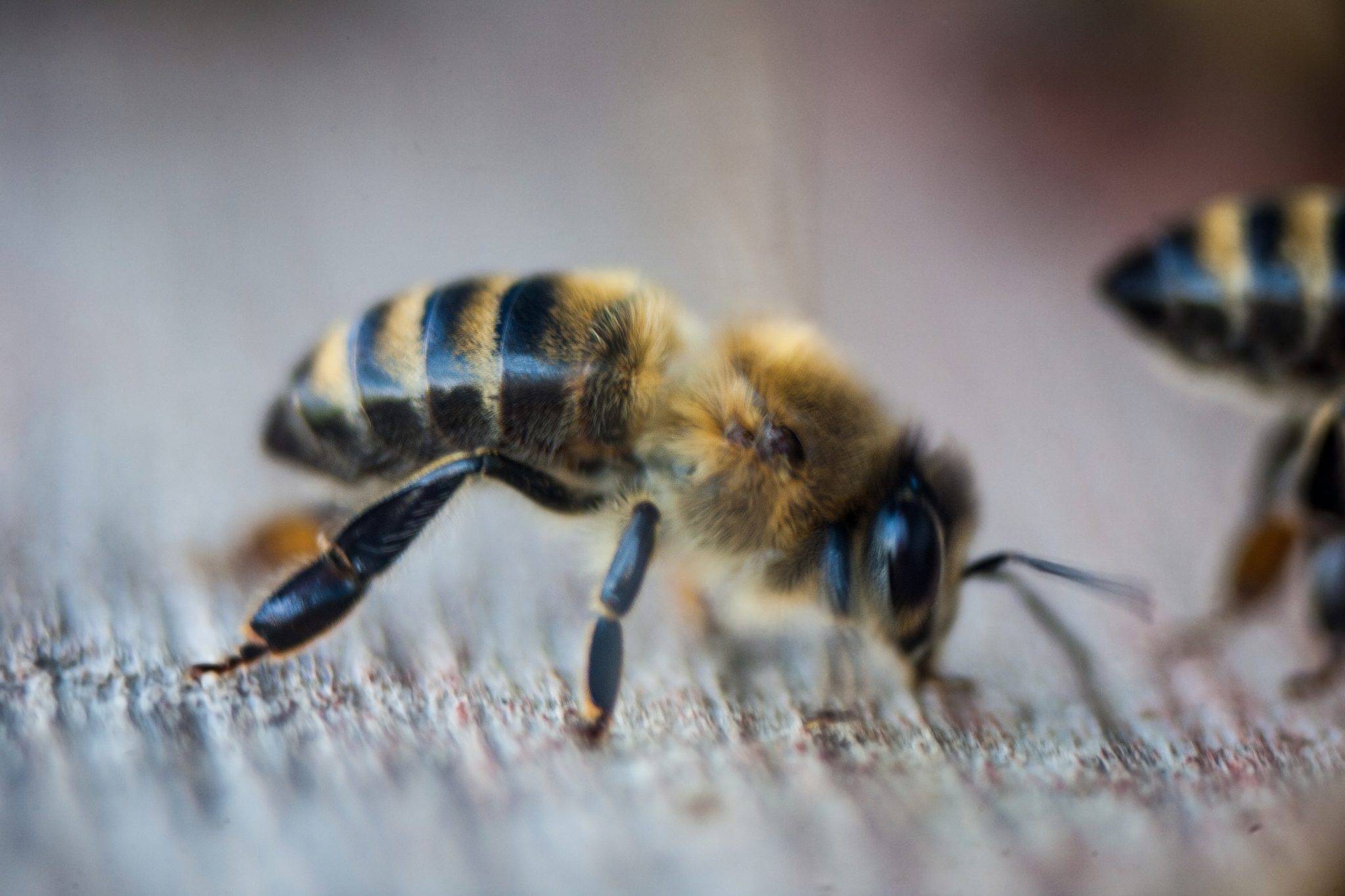 Пчела карпатка: характеристика, описание породы, фото