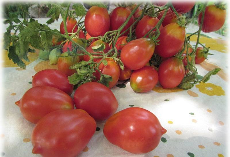 Характеристика и описание сорта помидоров оля f1