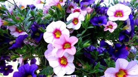 Цветок ампельный калибрахоа — описание, правила посадки в кашпо, выращивание