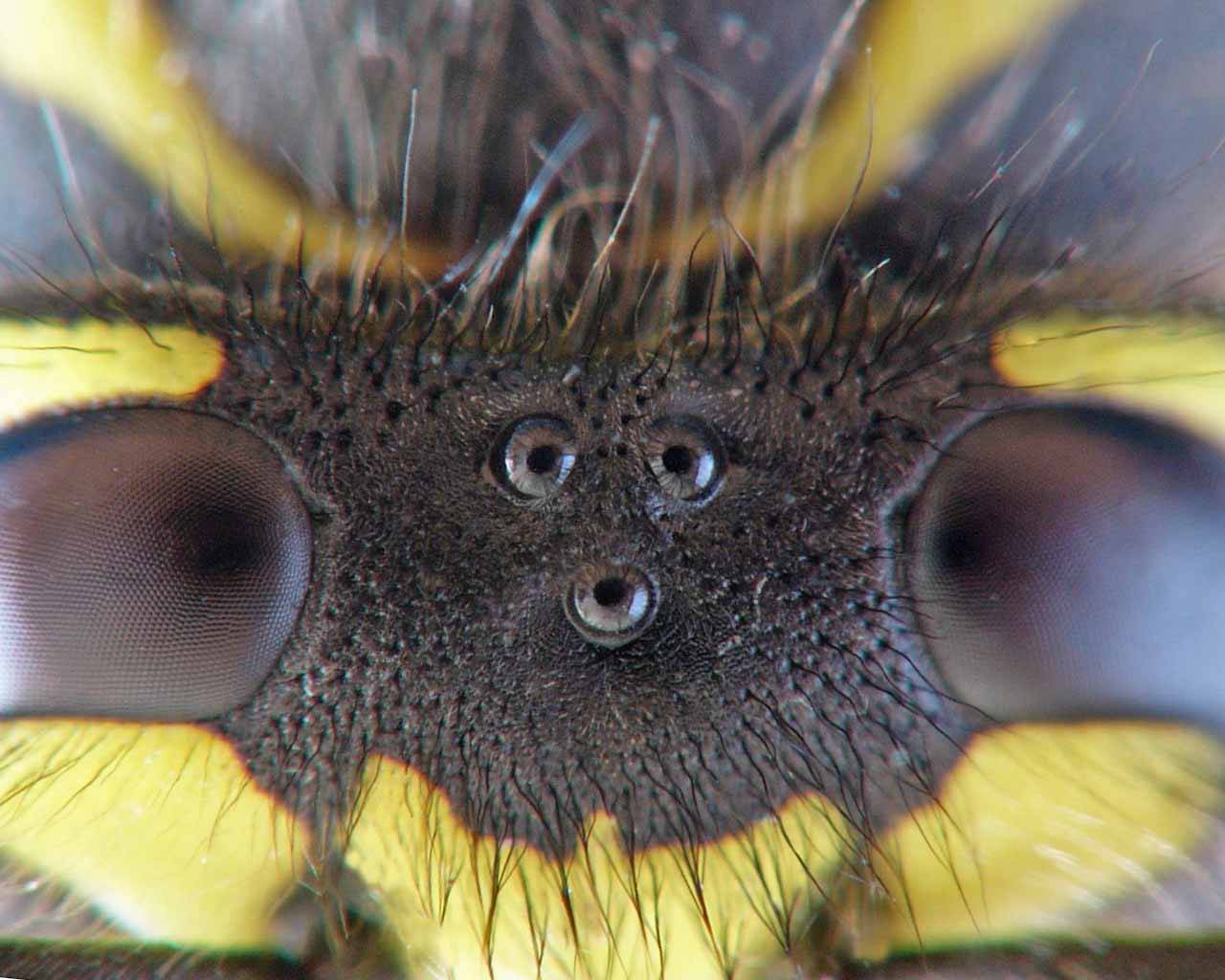 Внешнее и внутреннее строение пчелы