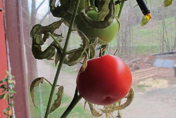 Выращиваем помидоры прямо на подоконнике или экологически чистые помидоры на расстоянии руки!