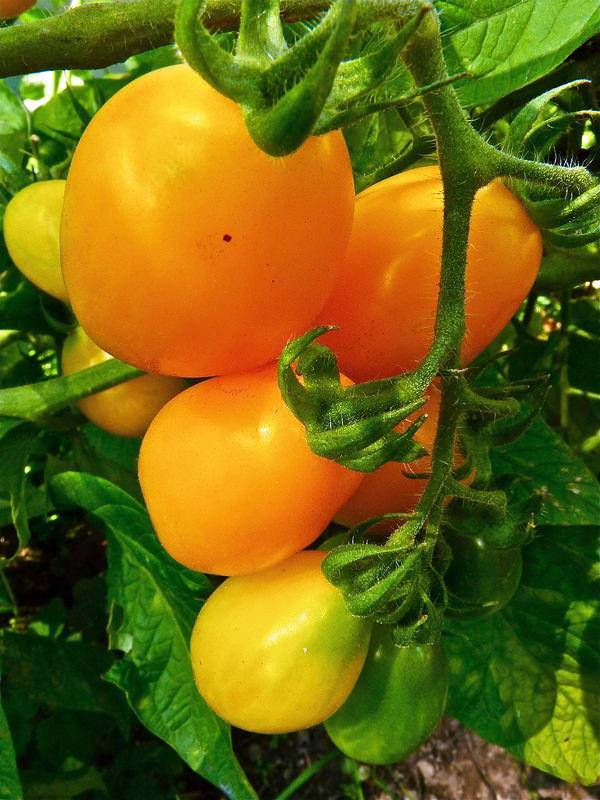 Необычный на вид и потрясающе вкусный томат «медовая капля»