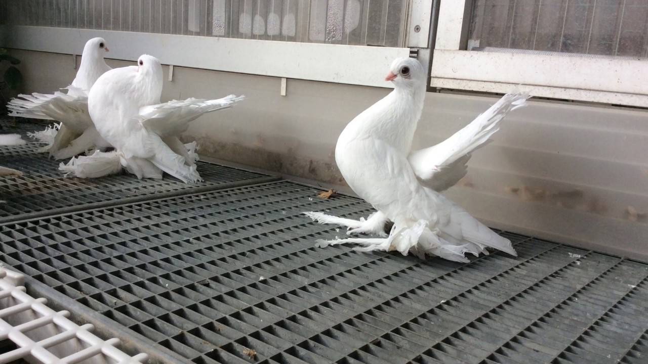 Порода статные голуби