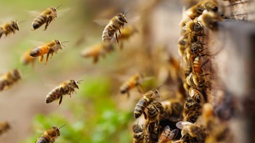 Что такое роение пчел и когда оно наступает