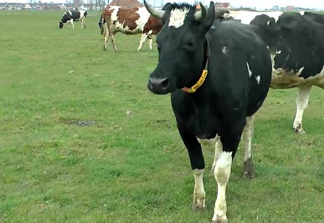 Заболевания копыт у коров: травмы и другие недуги