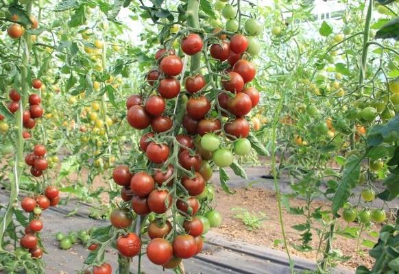 Томат "спасская башня" f1: описание и характеристики сорта уникального помидора