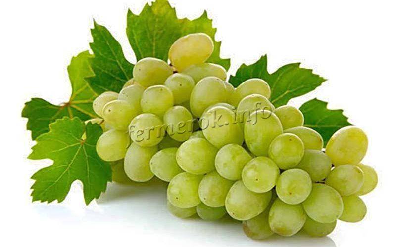 Сорт винограда долгожданный