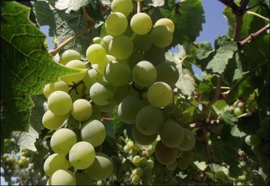 Виноград молдова: описание сорта и 6 правил ухода