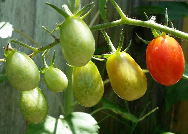 Выращивание томатов в открытом грунте подмосковья