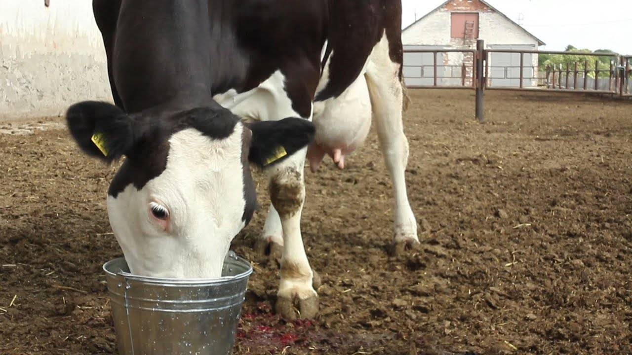 Строение вымени коровы — болезни, отеки, ушибы, шишки, раны, воспаления, опухшие доли молочных желез и их лечение — moloko-chr.ru