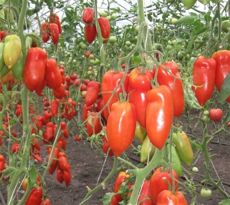 Как собрать небывалый урожай с томатом бифселлер красный f1 — характеристики сорта и его описание