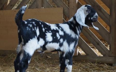 Нубийская порода коз: содержание, разведение и уход