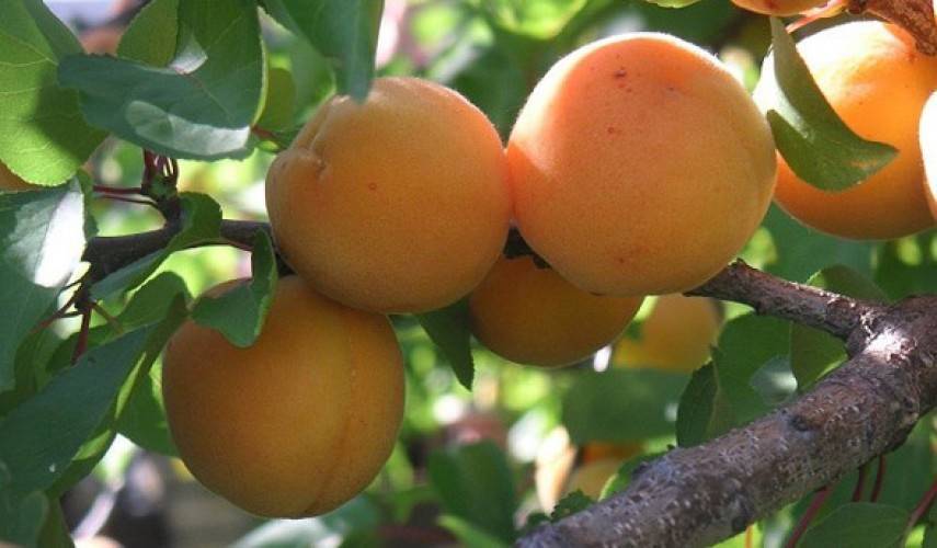 Описание царского абрикоса