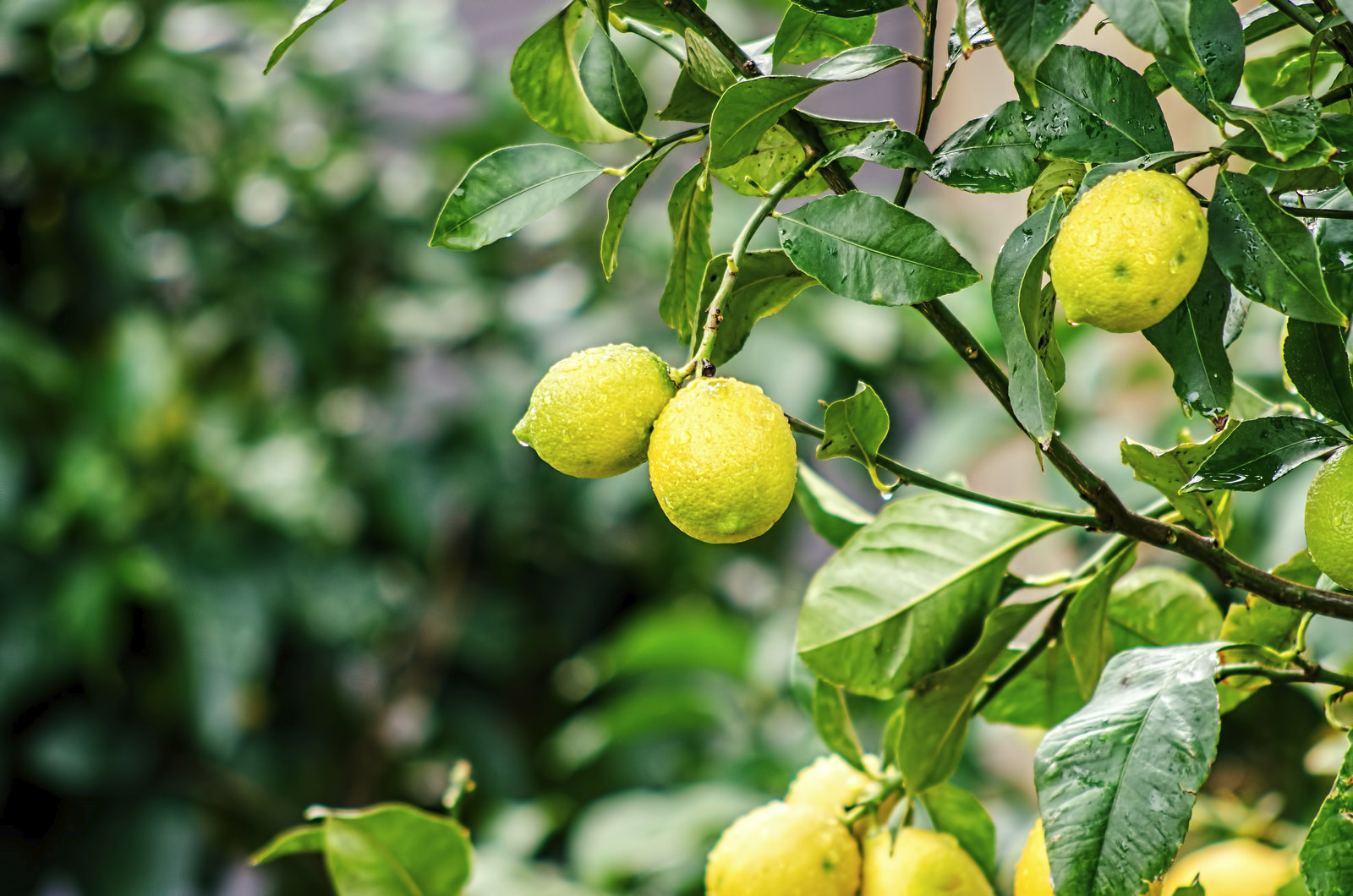 Уход за домашним лимоном зимой: как часто увлажнять, поливать и другие нюансы