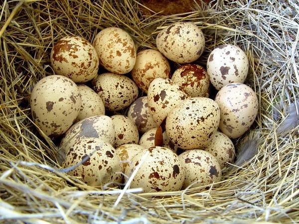 Инкубация перепелиных яиц в домашних условиях: режим и особенности процесса