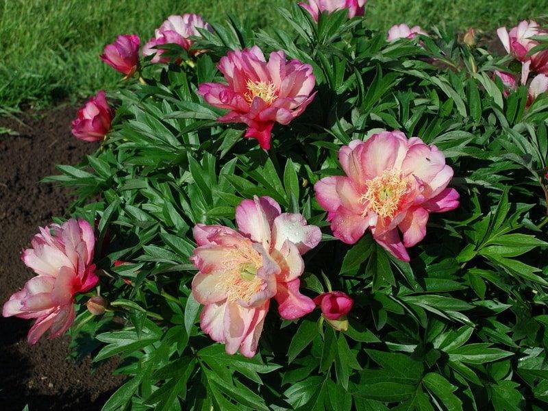 Пионы «джулия роуз»: описание сорта и особенности выращивания