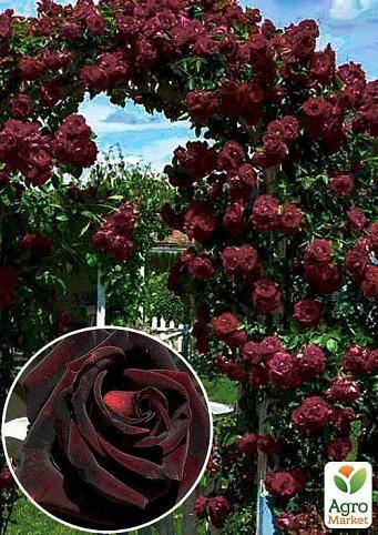 Ароматные розы кордеса: описания и фото сортов кисс ми кэйт, графиня диана, кармен вюрт, герцогиня кристиана | о розе