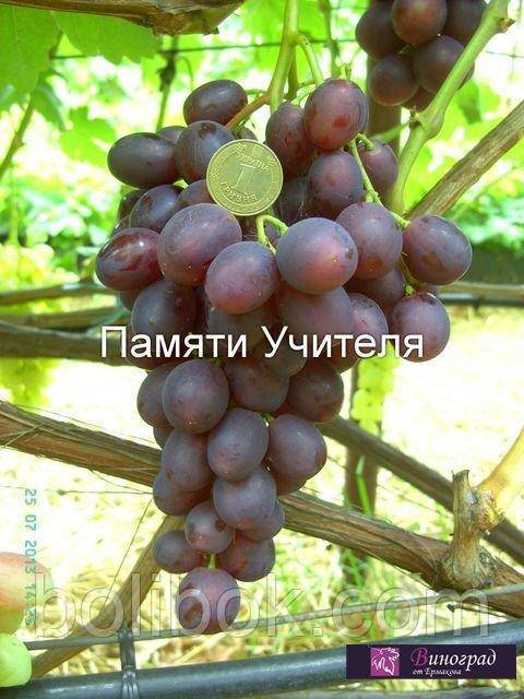 Виноград Памяти учителя