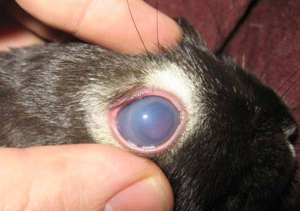 Болезни глаз у кроликов: фото, лечение, какие бывают - опухают, шишки, покрылись язвами, красные глаза, гноятся