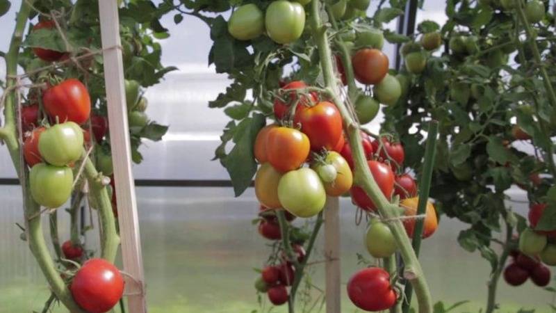 Томат великосветский: характеристика и описание сорта, отзывы, урожайность, фото – все о помидорках