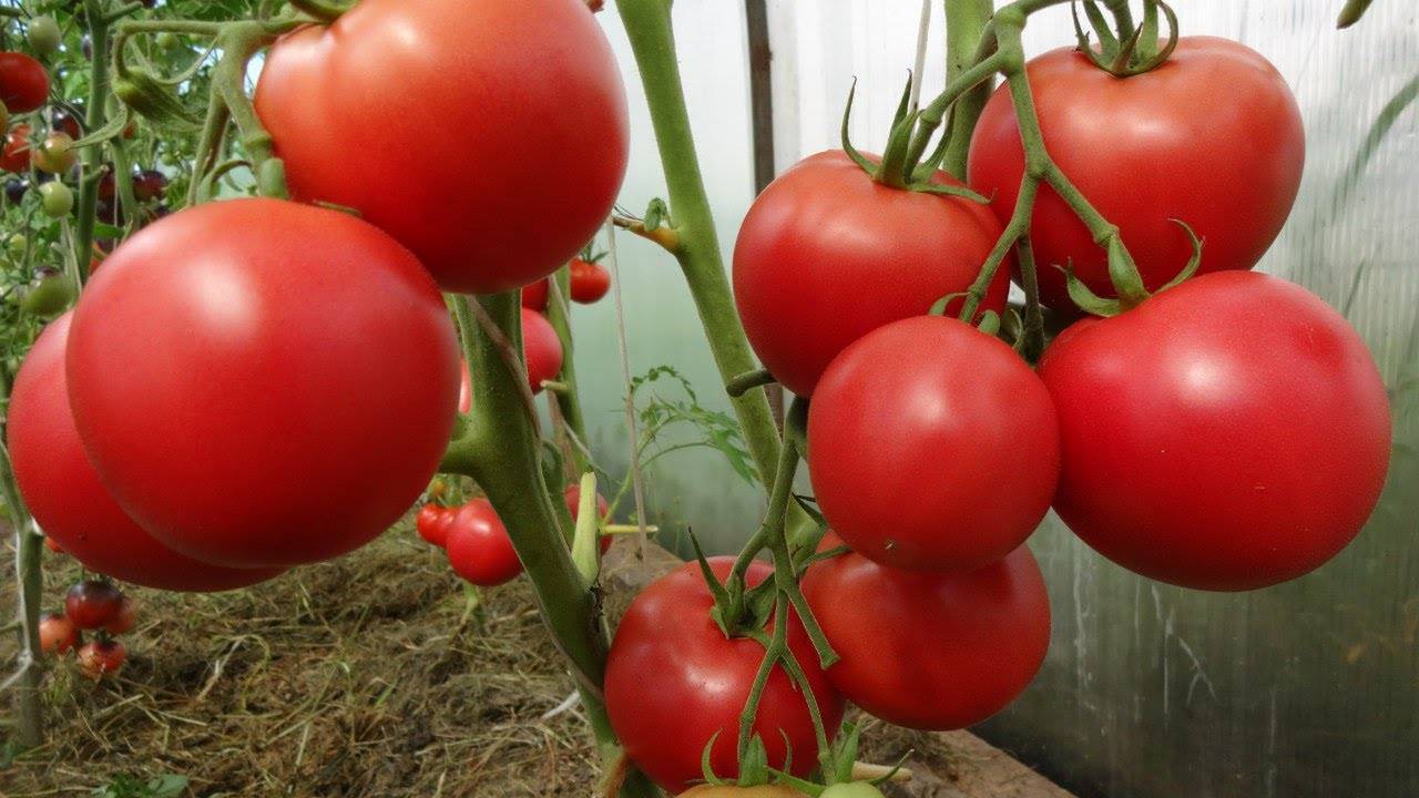Грозди ярких красных плодов, как с картинки: томат «верлиока» — украшение грядки