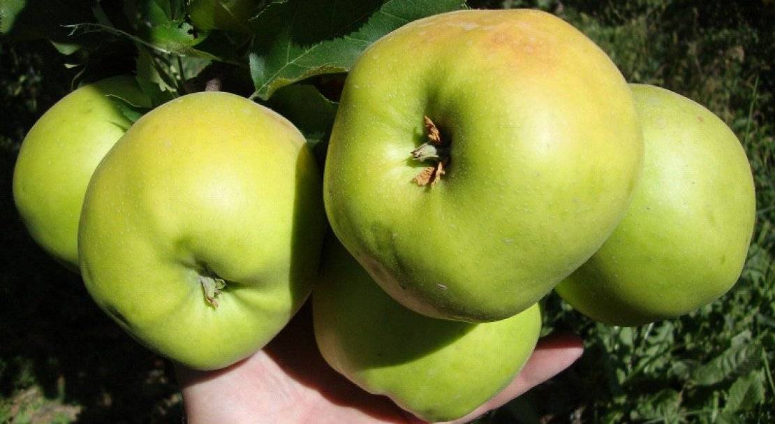 Моя любимая яблоня джонатан: описание, фото