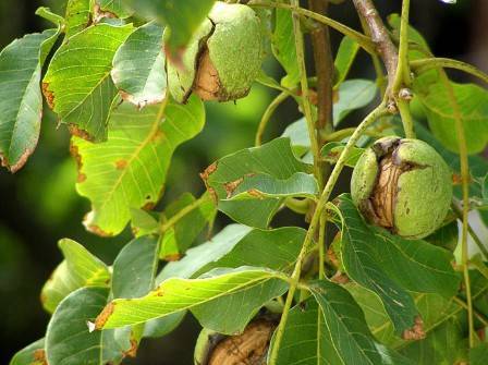 Применение настойки и отвара из листьев грецкого ореха