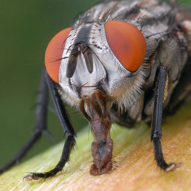Эффективные способы борьбы с луковой мухой