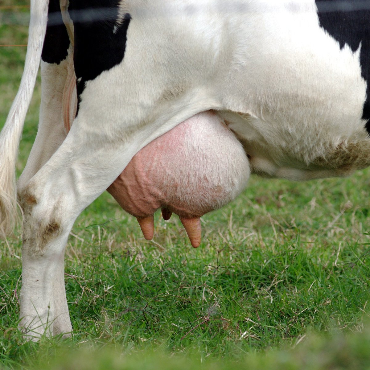 Кожные заболевания у коров: фото и описание, симптомы и лечение