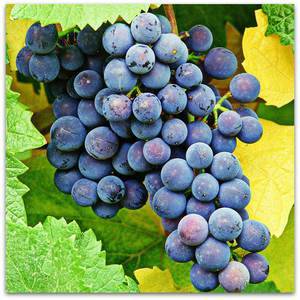 Виноград альфа: особенности сорта и нюансы выращивания «северной изабеллы»
