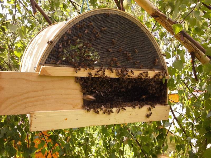 Основные принципы ловли пчелиных роев