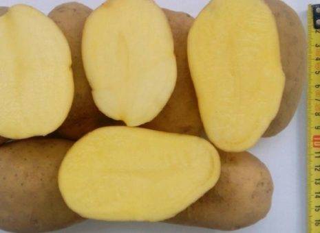 Раннеспелый сорт картофеля «нандина» с хорошей лежкостью