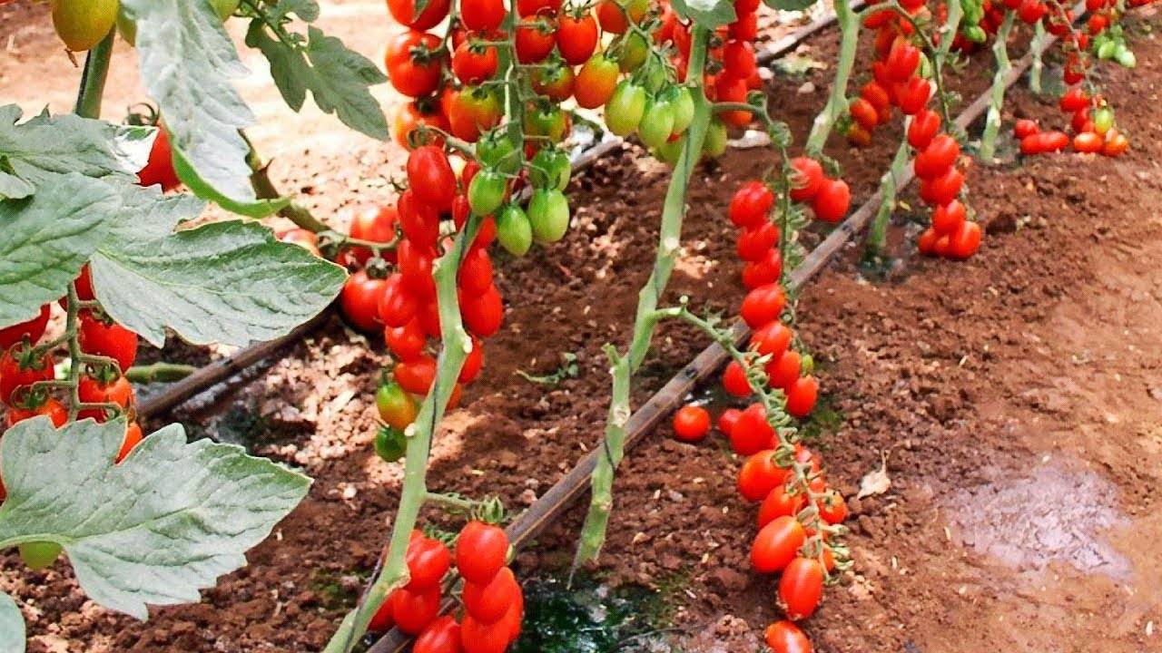 Формирование томатов в теплице и открытом грунте, в два стебля, схемы и советы