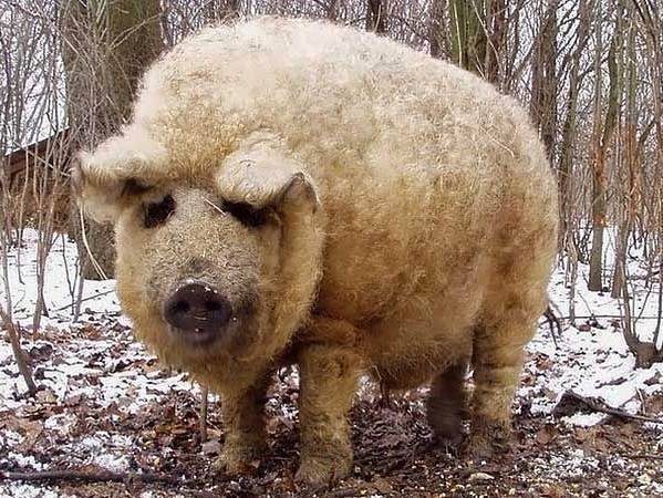 Венгерская мангалица свинья. описание, особенности, уход и цена венгерской мангалицы | животный мир