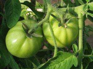 Описание сорта и особенности выращивания гибридного томата «марьина роща»