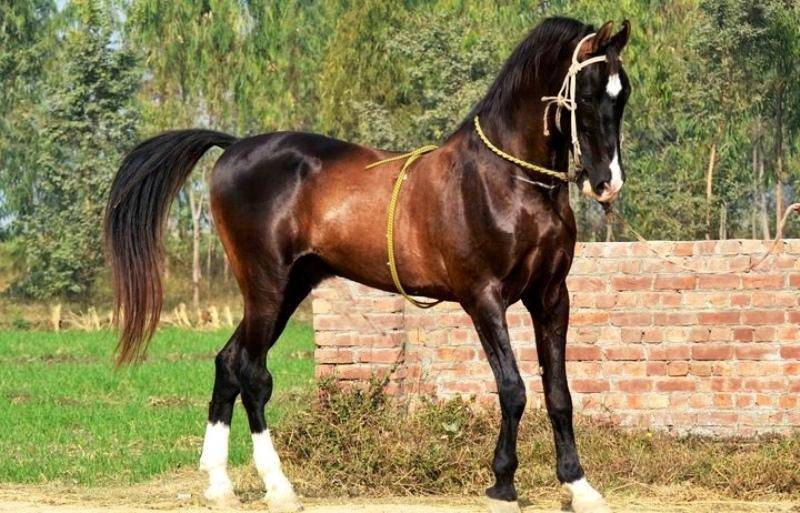 Карачаевская порода лошадей — жемчужина кавказских гор