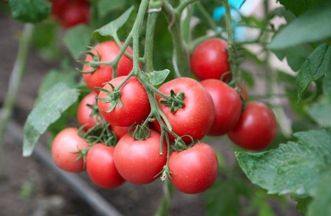 Как посадить и вырастить томат гордость застолья