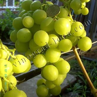 Виноград рошфор: описание сорта, полная инструкция по выращиванию