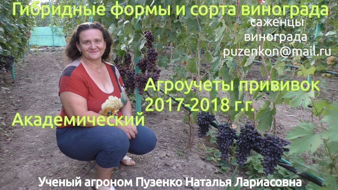 Виноград академик: описание сорта, фото и отзывы садоводов