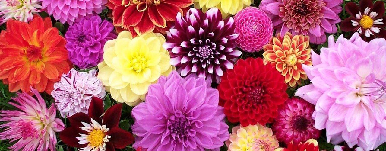 Обзор многолетних цветов для дачи с фото и названиями